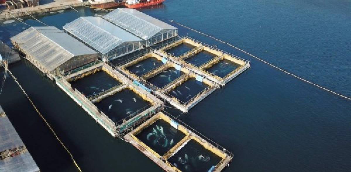 La mayor cárcel de ballenas del mundo, que retiene a casi un centenar de orcas y belugas en el mar de Ojotsk, se ha convertido en un grave problema de imagen para el presidente ruso, Vladímir Putin.<br/>Fotos: Greenpace-EFE