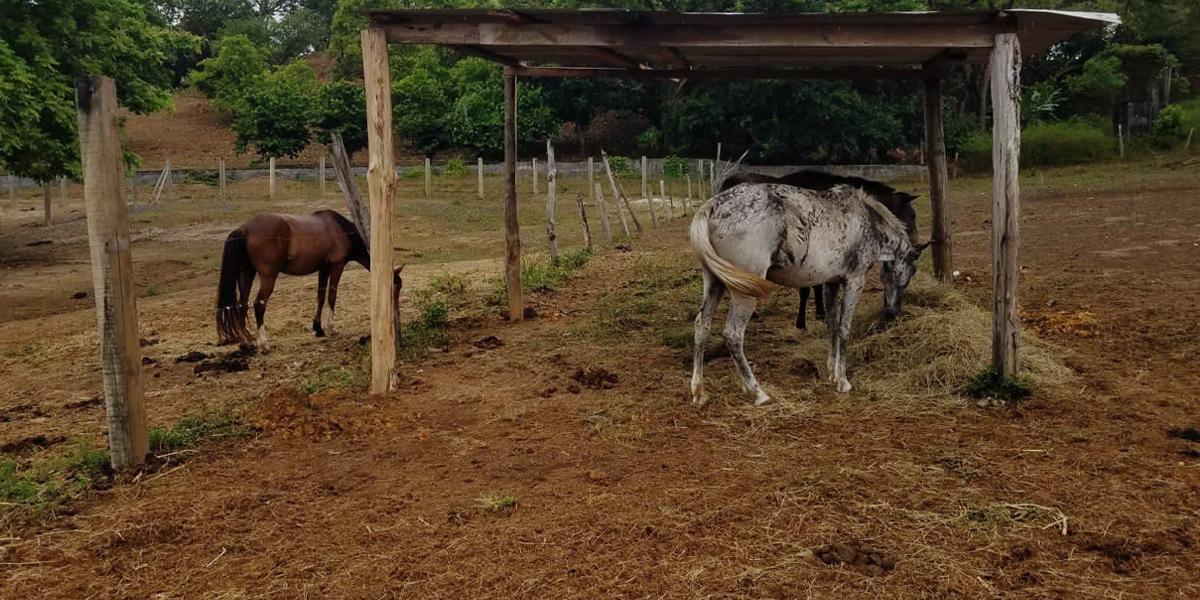 Organizan fiesta benéfica para rehabilitación de caballos abandonados en Roatán