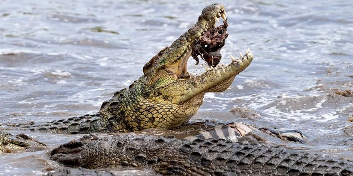 Un australiano de 60 años se defiende con una navaja de un cocodrilo