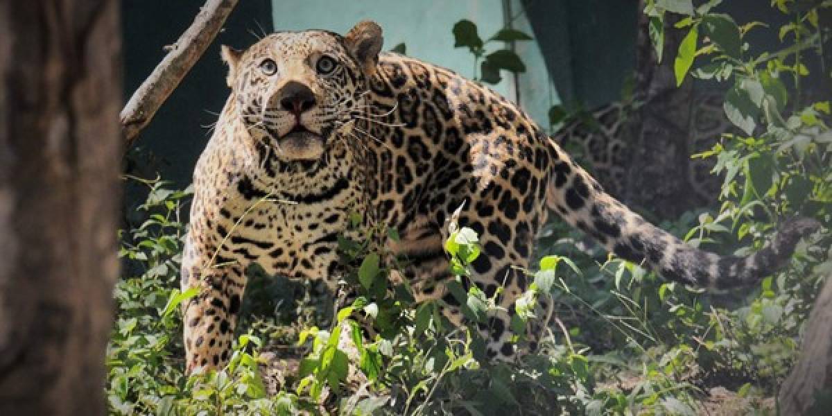 Varios gobiernos y asociaciones están tomando medidas para proteger el corredor ecológico de los jaguares. Hay casi seis millones de kilómetros de áreas protegidas desde México hasta Argentina.
