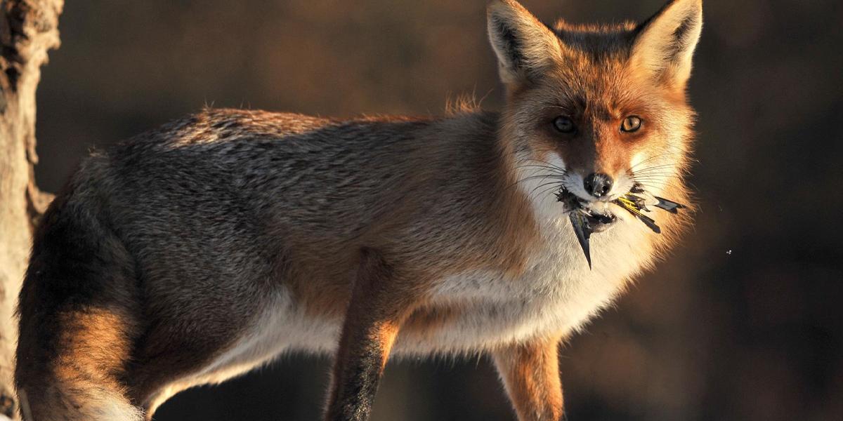 Un zorro salvaje mata a 25 flamencos y un pato en el Zoo de Washington