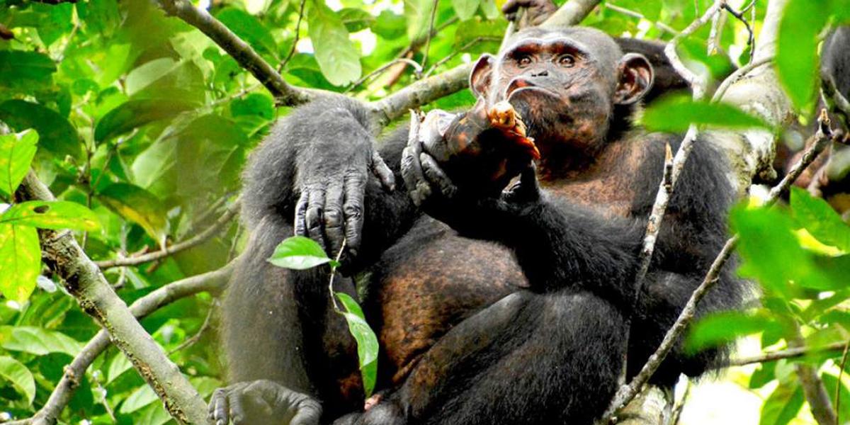 Foto impactante: confirman casos de lepra en chimpancés salvajes