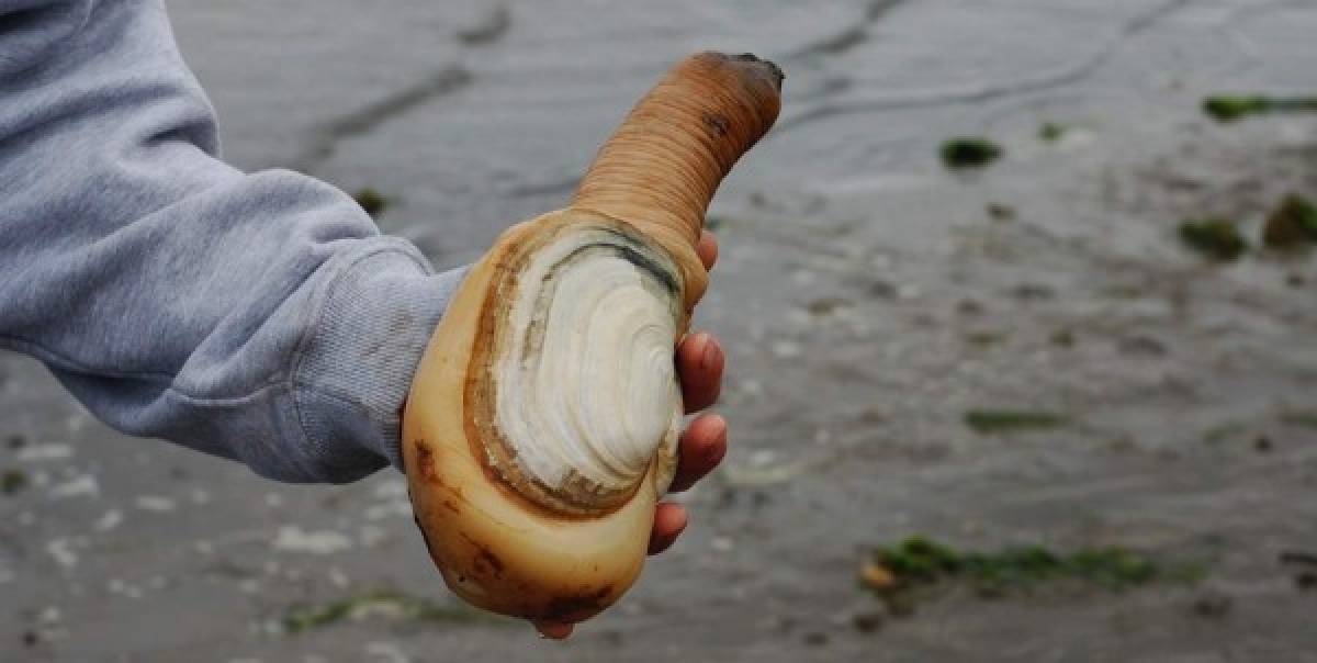 Todos disfrutamos de un buen manjar y un verdadero gurmé no le dice que no a un nuevo sabor. Sin embargo, el arte culinario nos lleva a veces a unos extremos a los que la mayoría no estaríamos dispuestos a ir, sobre todo si se trata de alguno de los miembros de esta lista. Eso sí, los expertos aseguran que, bien cocinados, estos especímenes son deliciosos. Cuéntanos si todavía tienes hambre para cuando llegues al final de la lista, a lo mejor te vuelves vegetariano. ¡Buen provecho!