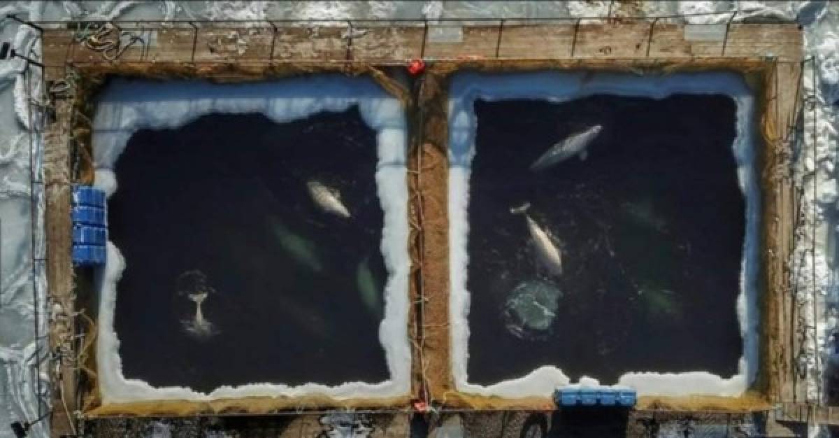 La situación en las últimas semanas se ha vuelto insostenible. Las imágenes publicadas por Greenpeace muestran a orcas y belugas con sarpullidos, furúnculos, yagas y manchas, que los especialistas atribuyen a infecciones víricas, bacterianas y micóticas.