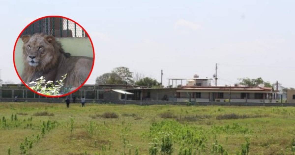 La policía de México incautó un rancho propiedad de el Cártel de Jalisco Nueva Generación (Cjng) en el cual torturaba y arrojaba a sus víctimas a los leones y cocodrilos.