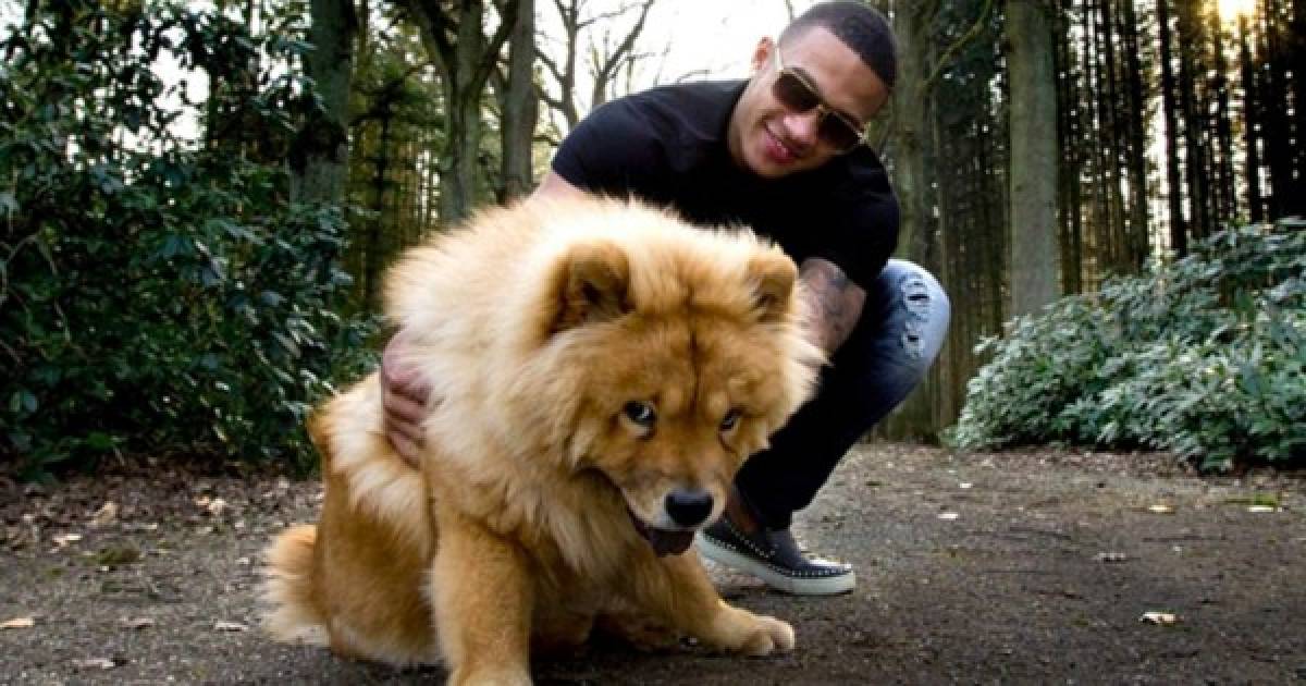 El holandés del Manchester United, Memphis Depay, y su Chow-Chow al que llama ‘Simba’.