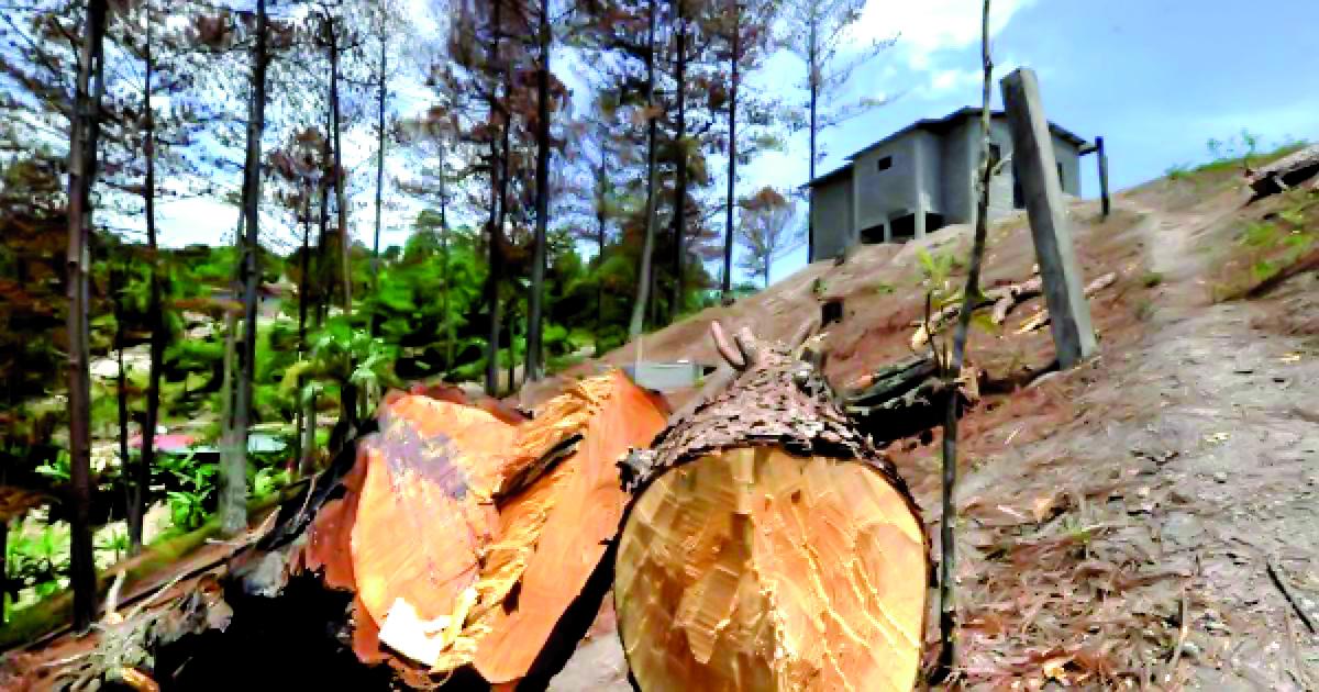 Congreso faculta al ICF para que multe por daños forestales