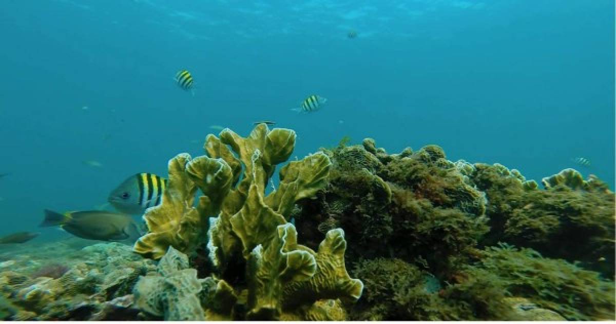 Situado en la costa caribeña de Honduras, entre las penínsulas de Punta Sal y Punta Izopo. Capiro es parte del Sistema Arrecifal Mesoamericano. Tiene el 69% de cobertura de vida por metro cuadrado, en comparación con el promedio de 19% en el resto del Sistema Arrecifal que incluyen a Belice y la Riviera Maya.