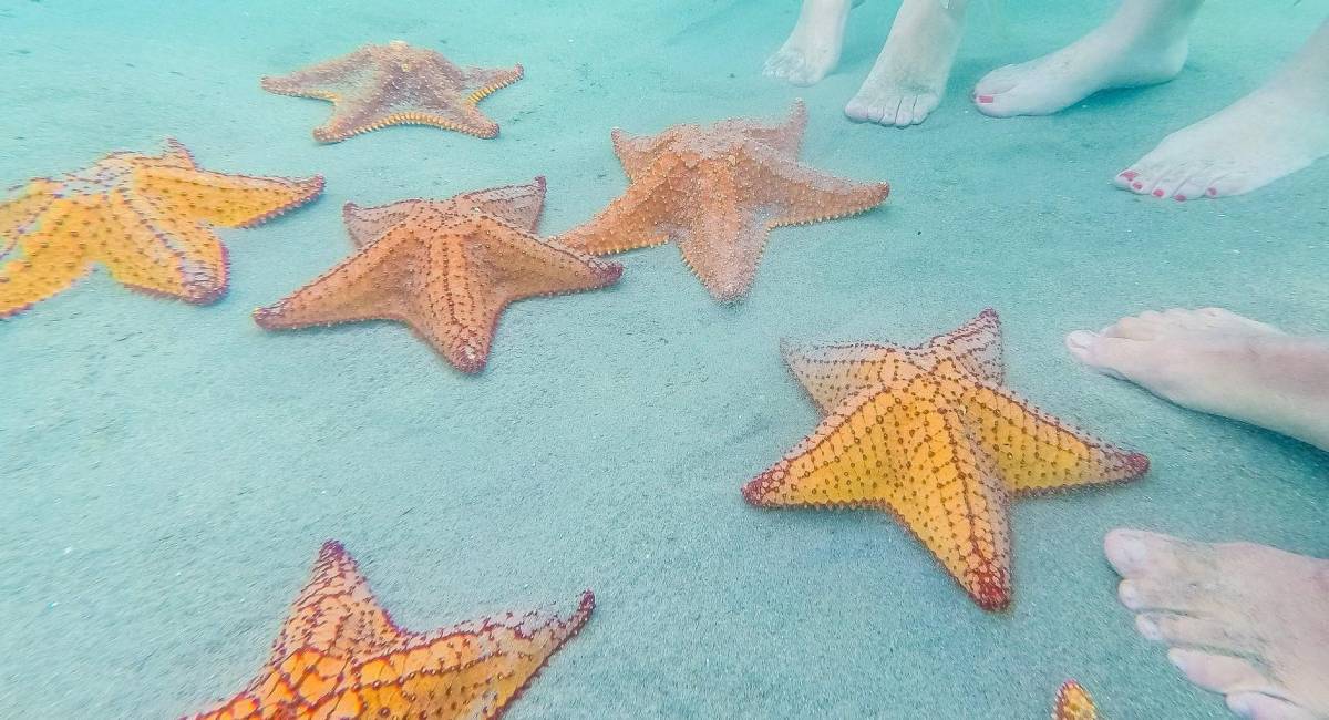 “Las estrellas de mar no se tocan”, la campaña de Trujillo para conservar su atractivo