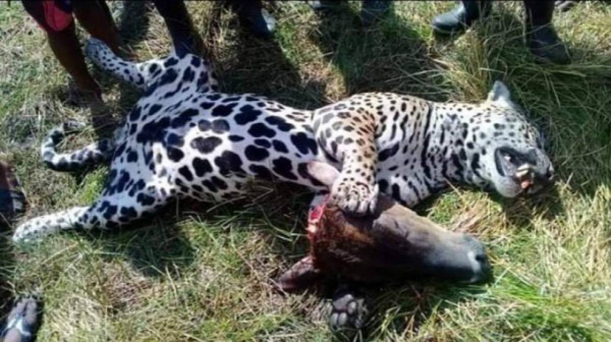 En las imágenes se observa a un hombre que después de matar al felino se lo lleva en la espalda. En otra fotografía, el jaguar está tirado en el monte y entre sus patas pusieron la cabeza de una vaca, lo cual ha causado molestias en la población hondureña.