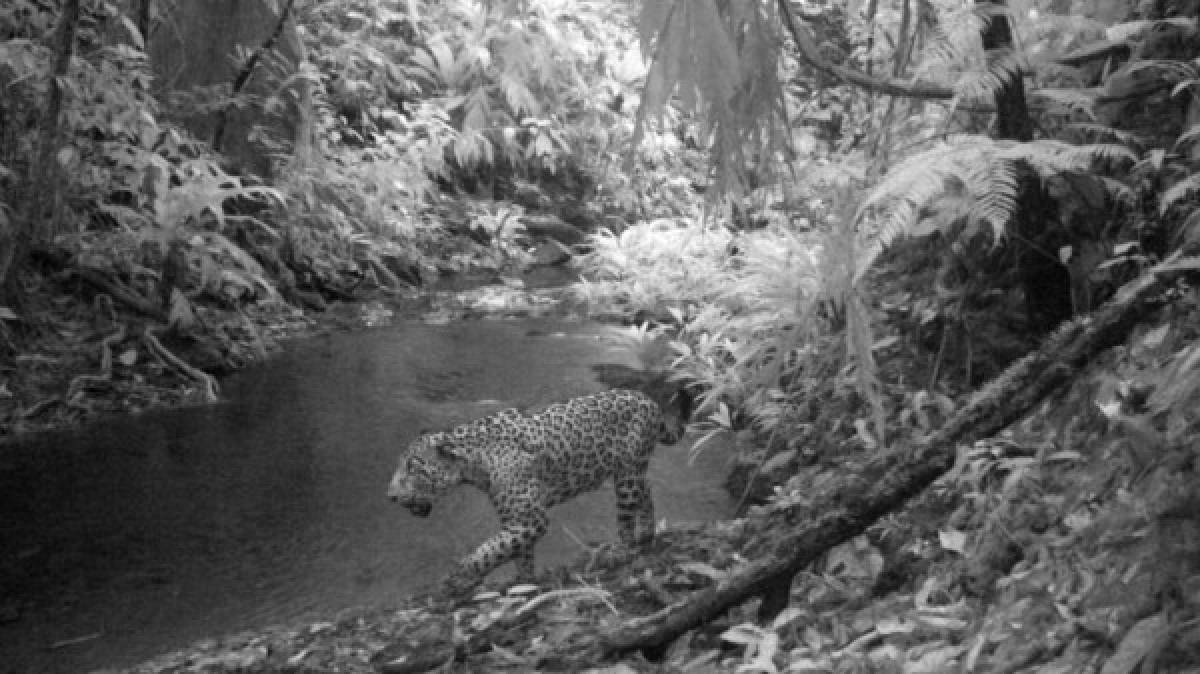 Sin embargo, hasta el momento este impresionante jaguar solo se ha logrado localizar en el territorio hondureño.