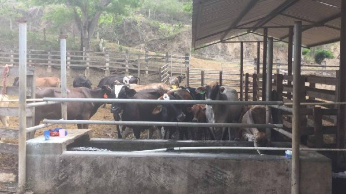 Una hacienda fue intervenida en Santa Bárbara.