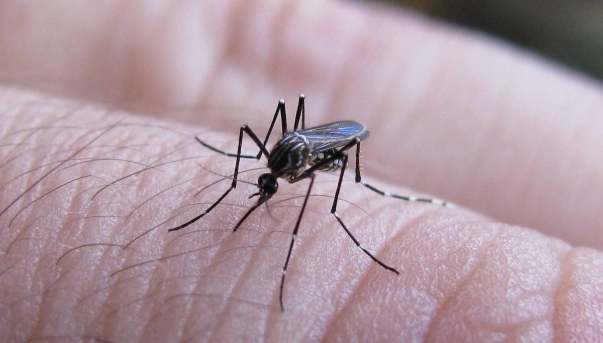 SPS: Intervienen 150 escuelas por casos de dengue
