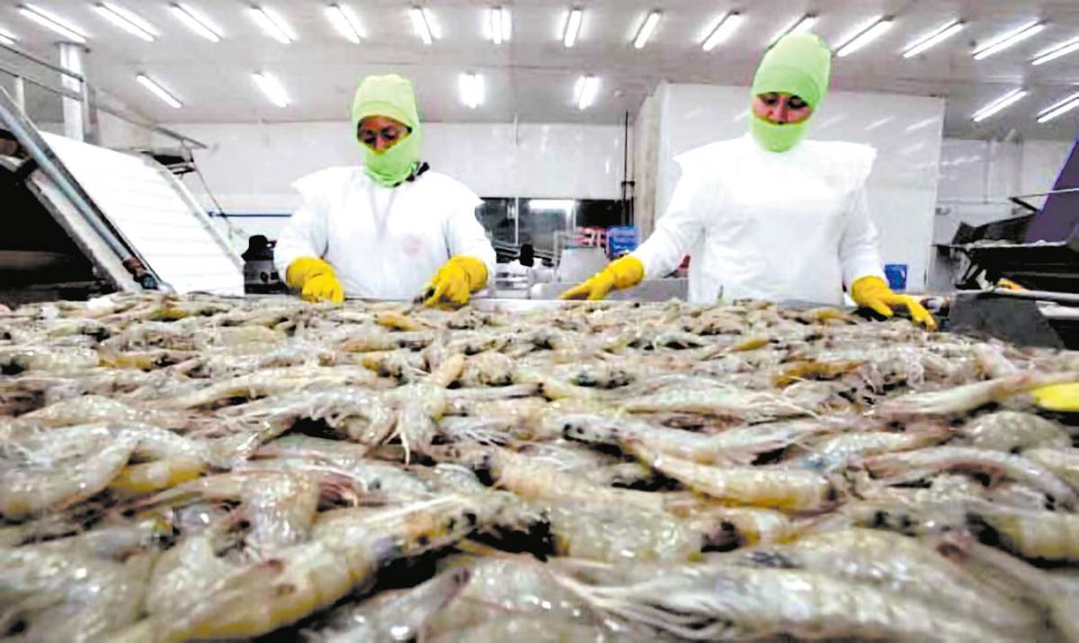 Baja la exportación de camarón hacia México y Taiwán