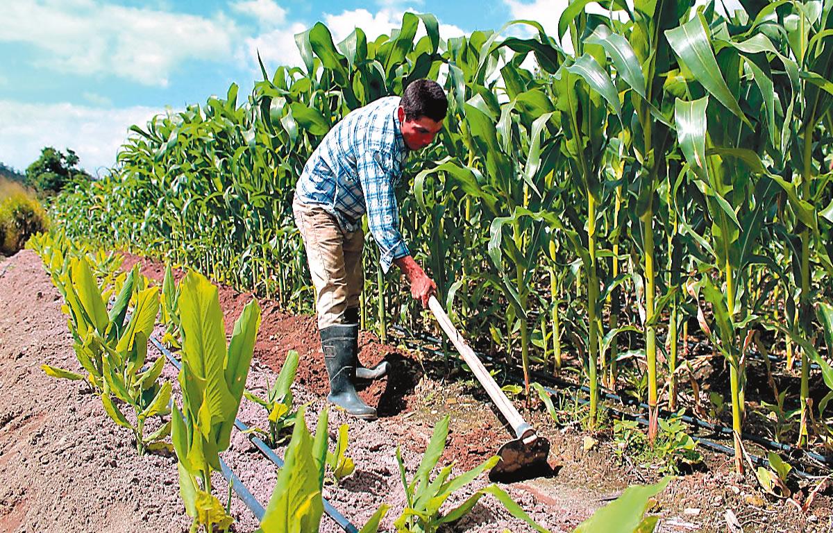 La importación de maíz amarillo de EUA crece 132%