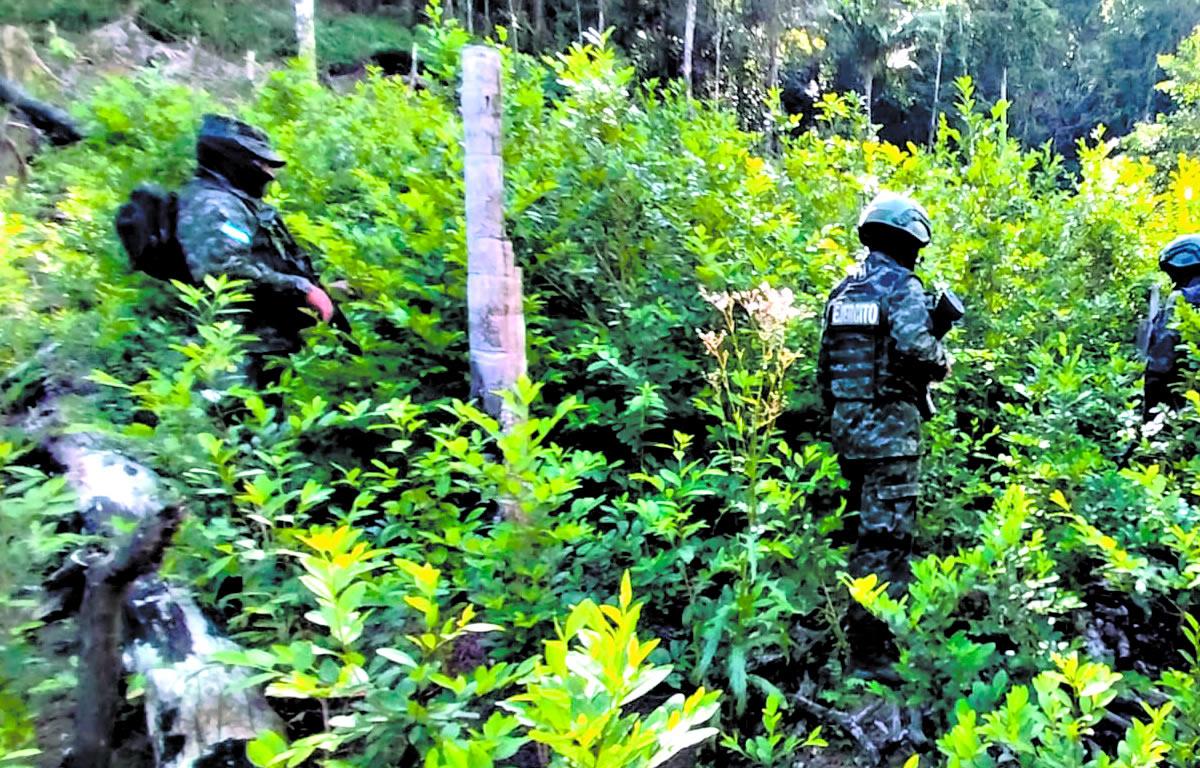 Destruidas 23 plantaciones de marihuana y hoja de coca en Honduras