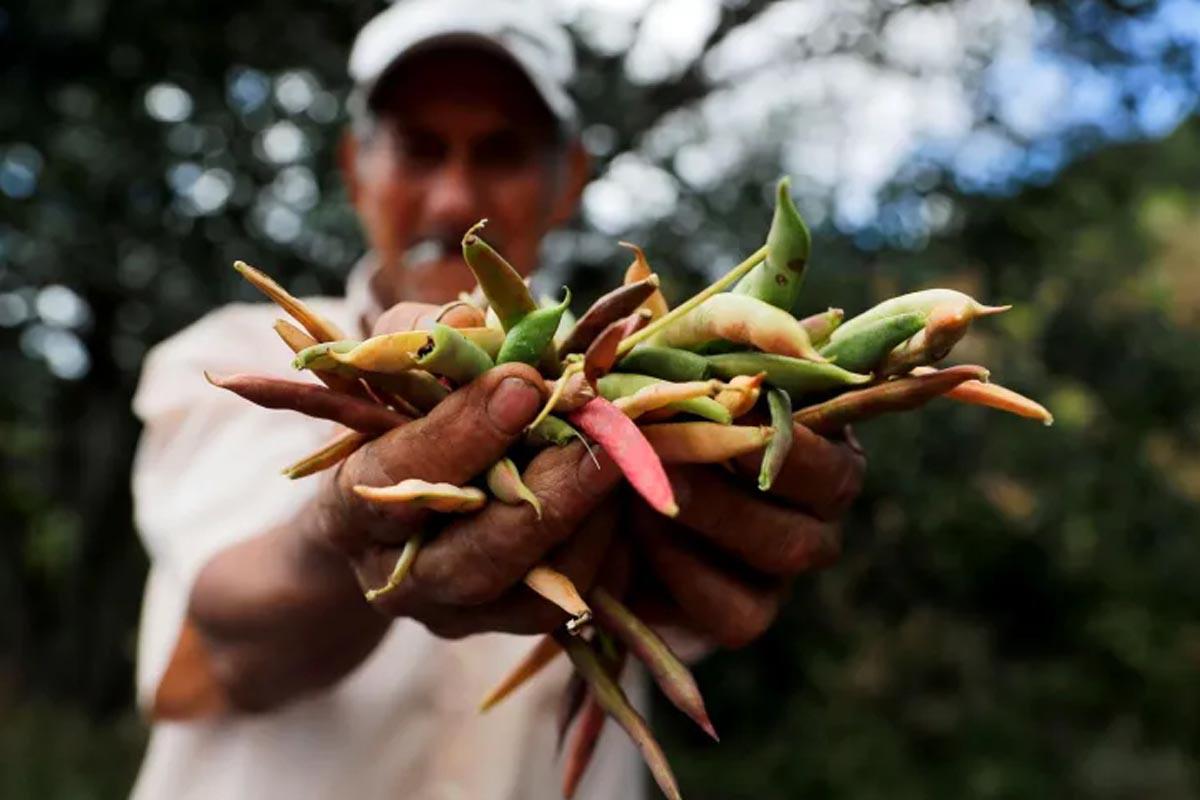 El IICA destaca política agroalimentaria de Honduras
