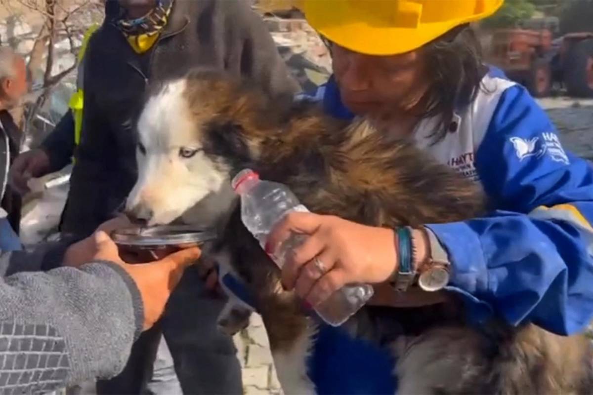Un perro es rescatado en Turquía tres semanas después del terremoto