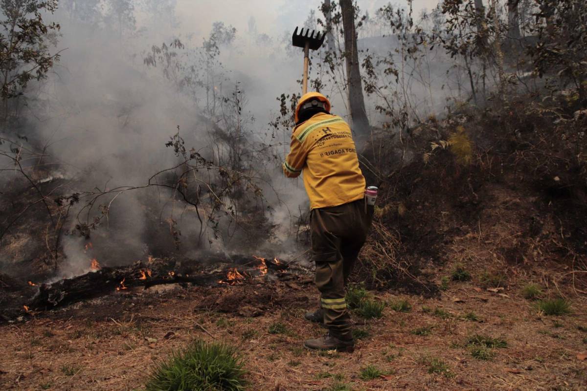 Decenas de personas trabajaron para apagar las llamas, que causaron destrozos en el bosque. El país está en una temporada de incendios, lo que afecta la flora y fauna.
