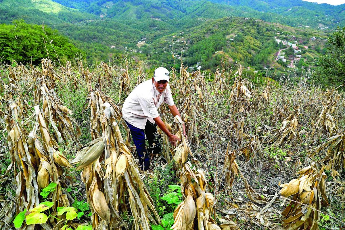Honduras y Nicaragua son los dos países de la región que resultaron más impactados por la sequía en 2019.