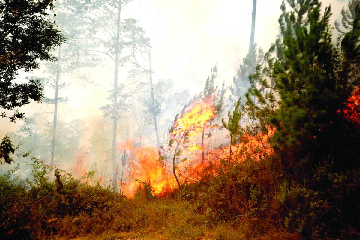 Dos devastadores incendios arrasan bosque de La Tigra