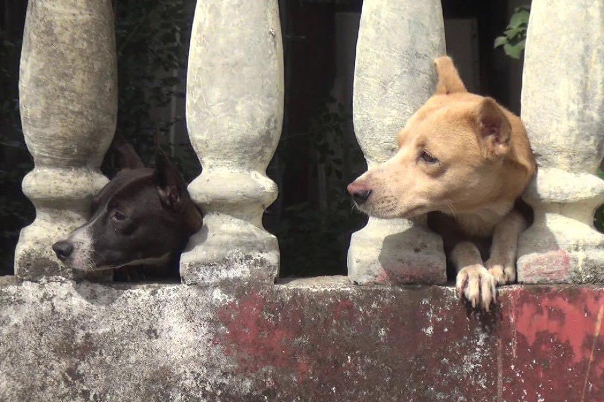 Hondureño mata a su vecino tras discutir por un perro
