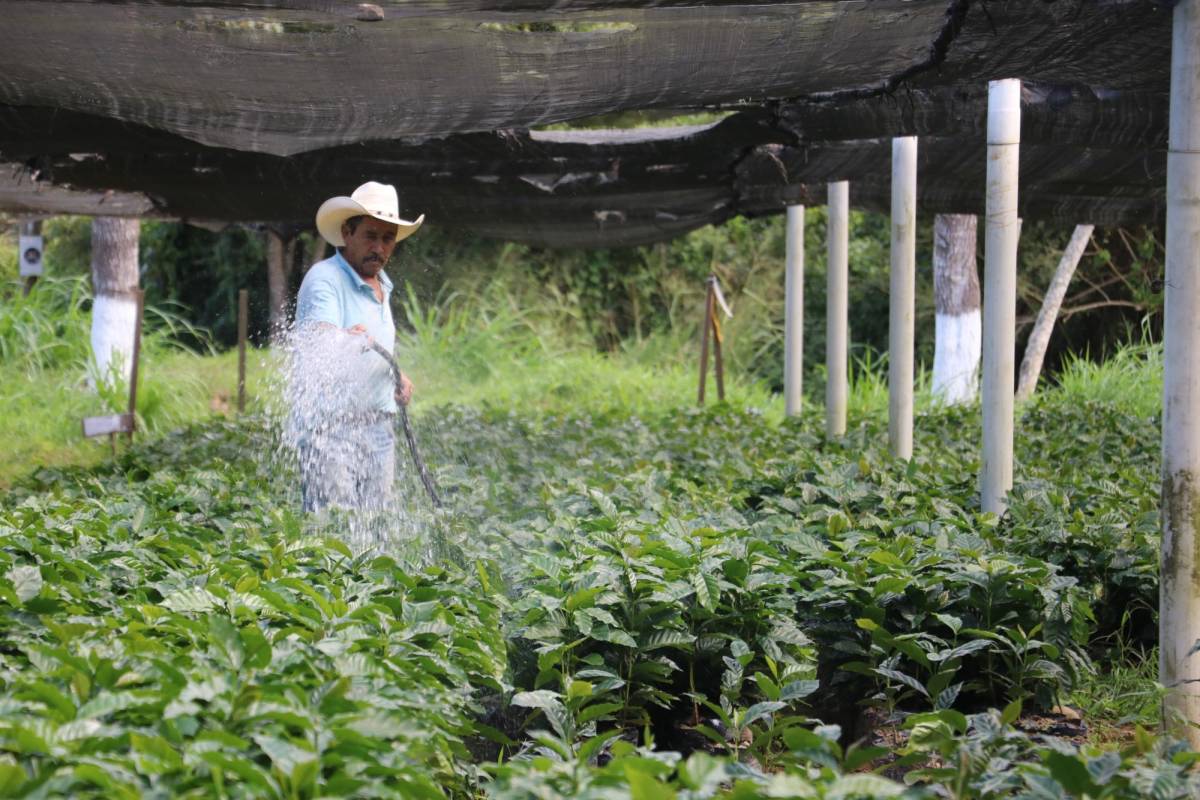 Honduras inicia plan para renovar fincas con entrega de semillas