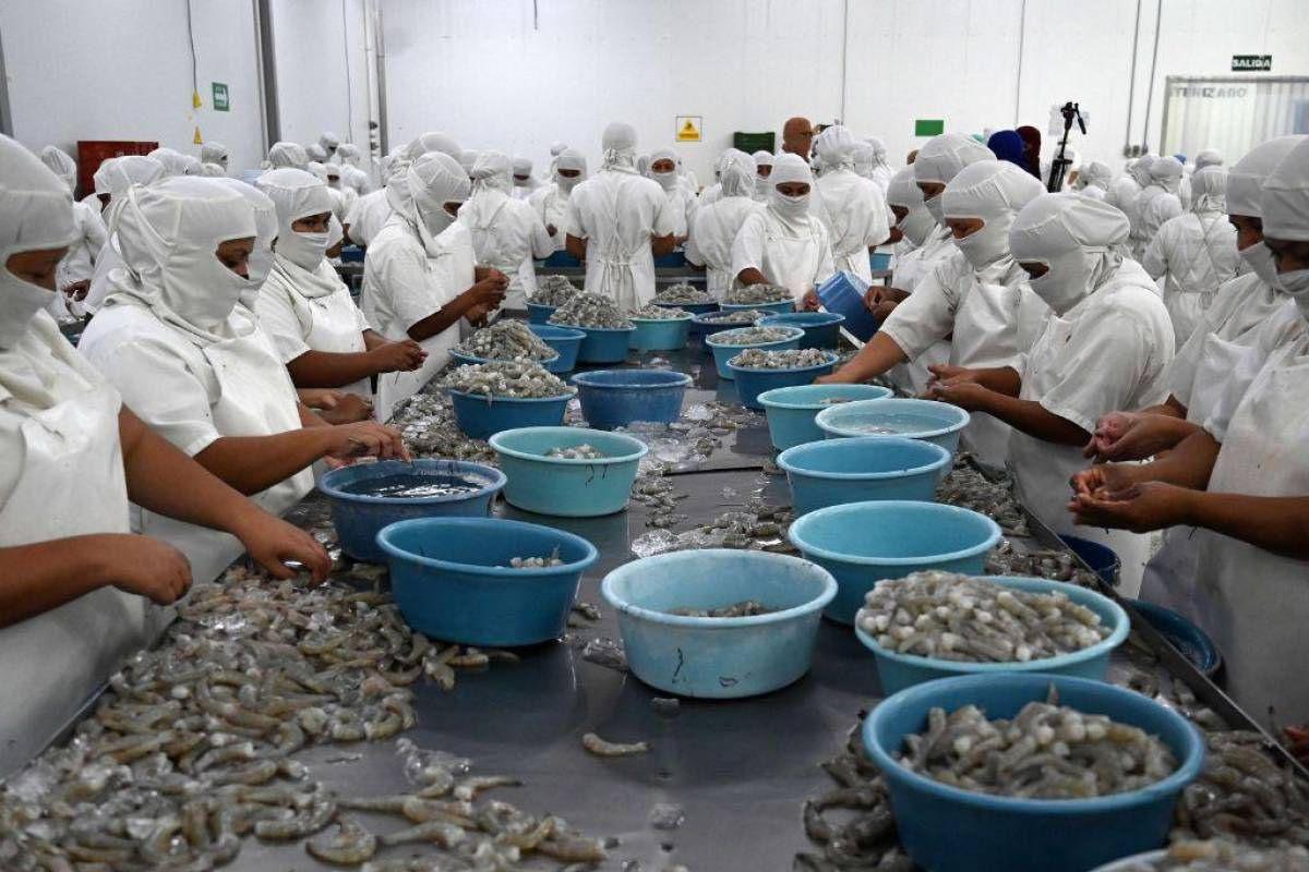 Exportación de camarón a Taiwán cayó en 59.5%