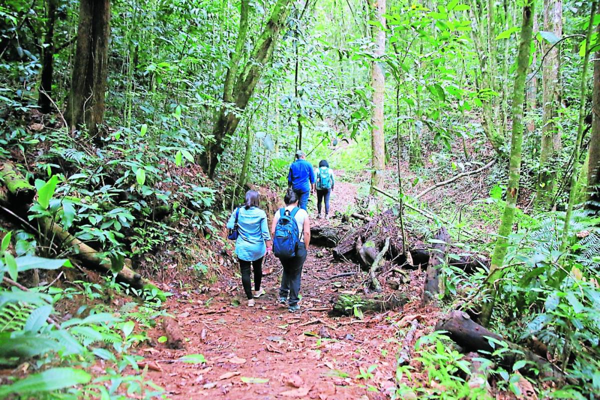 Honduras entrará al mercado para vender créditos de carbono