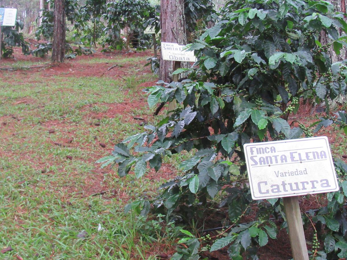 Las variedades de café cultivadas en Finca Santa Elena en Intibucá, incluyen Caturra, Catuai, Bourbon, Pacamara, Maragogipe, Lempira, Ihcafé 90 y Parainema, reflejan la diversidad y calidad de los granos producidos en este lugar.