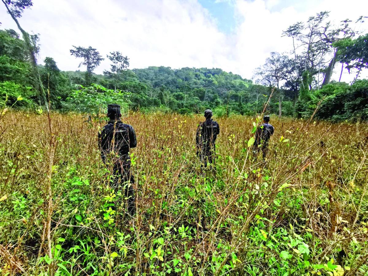 Los pueblos indígenas se quedan sin bosques: Si no venden las tierras, les ofrecen las balas.