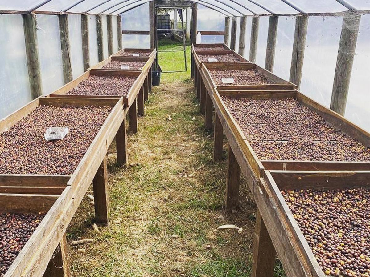 El proceso de secado y selección del café en Finca Santa Elena refleja la dedicación por producir granos excepcionales en armonía con el entorno.
