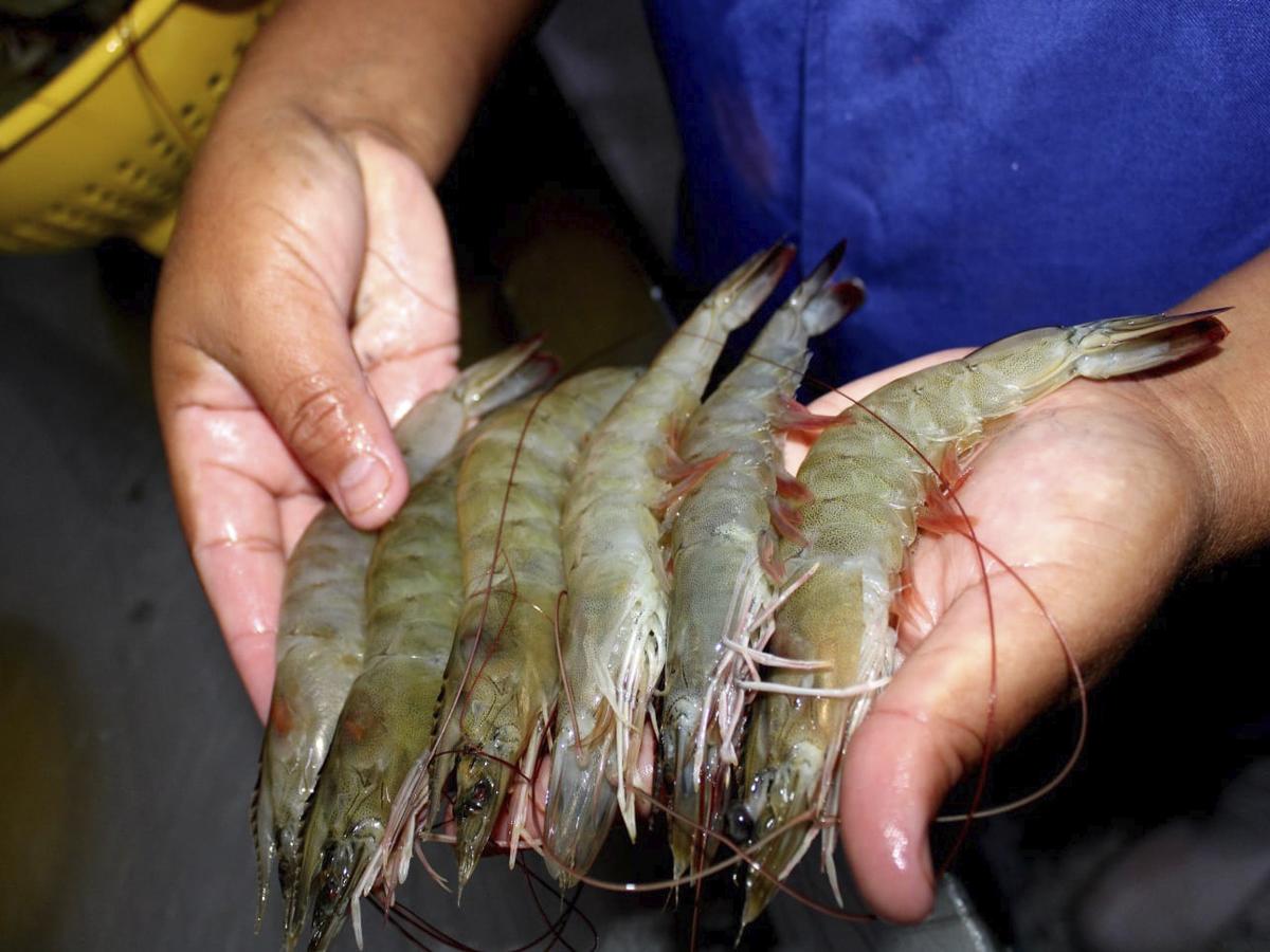 México importó de Honduras en el año 2023, un aproximado de un millón 420 mil libras de camarón cocido que equivale a 645 T.M.