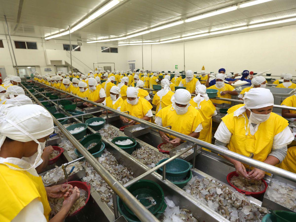 Fortalecen cadena logística del camarón y generan 200 empleos en Santa Cruz