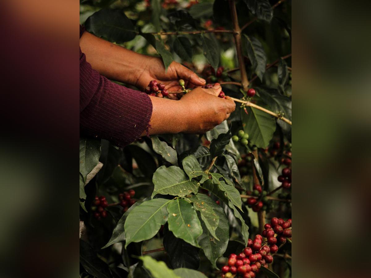 Más de 21 mil mujeres son productoras de café, según datos del Instituto Hondureño del Café (IHCAFE).