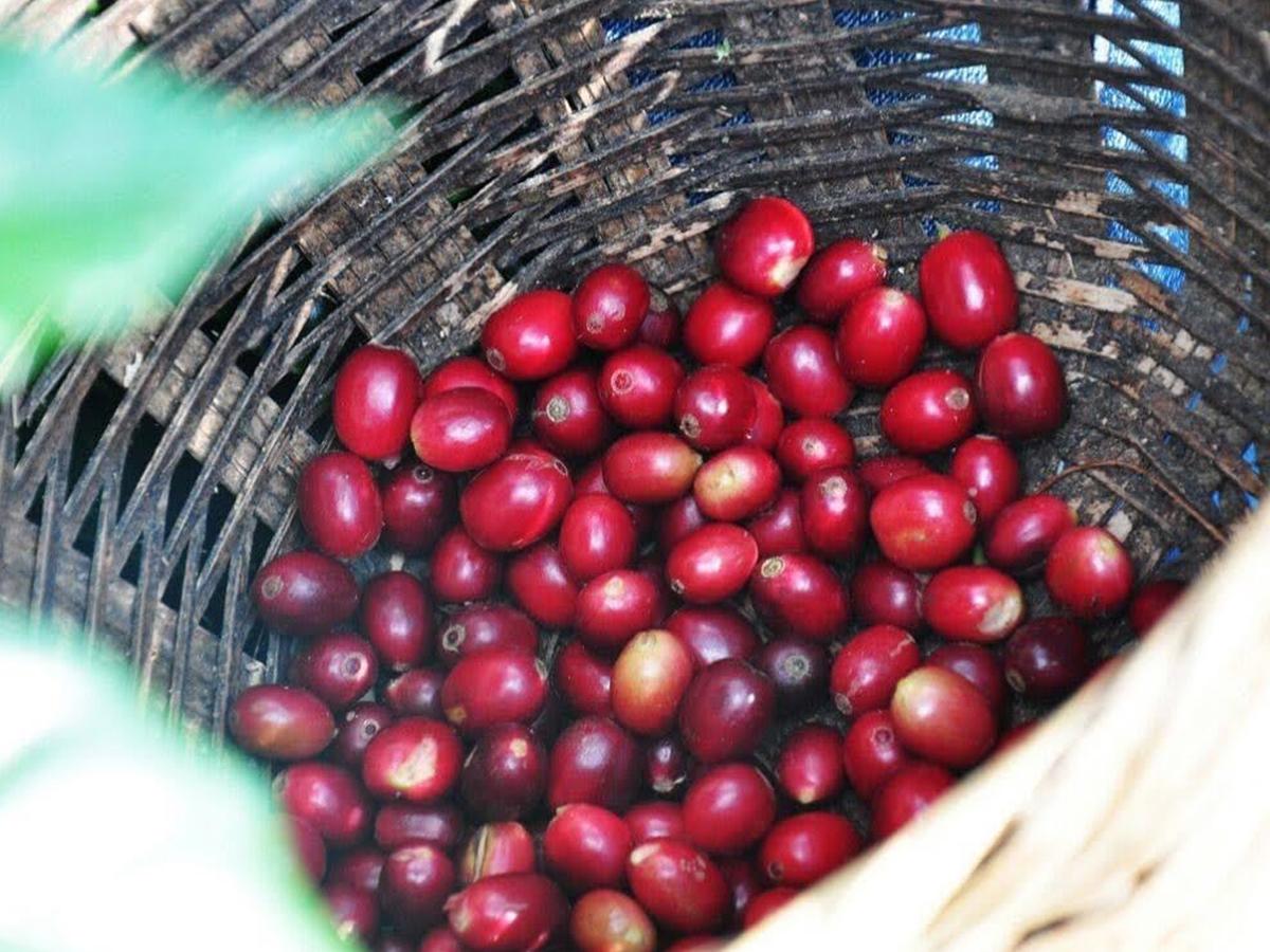 Los granos de café frescos y seleccionados de la Finca Cafetalera Capucas, un verdadero tesoro cultivado con dedicación y cuidado para ofrecer una experiencia única.