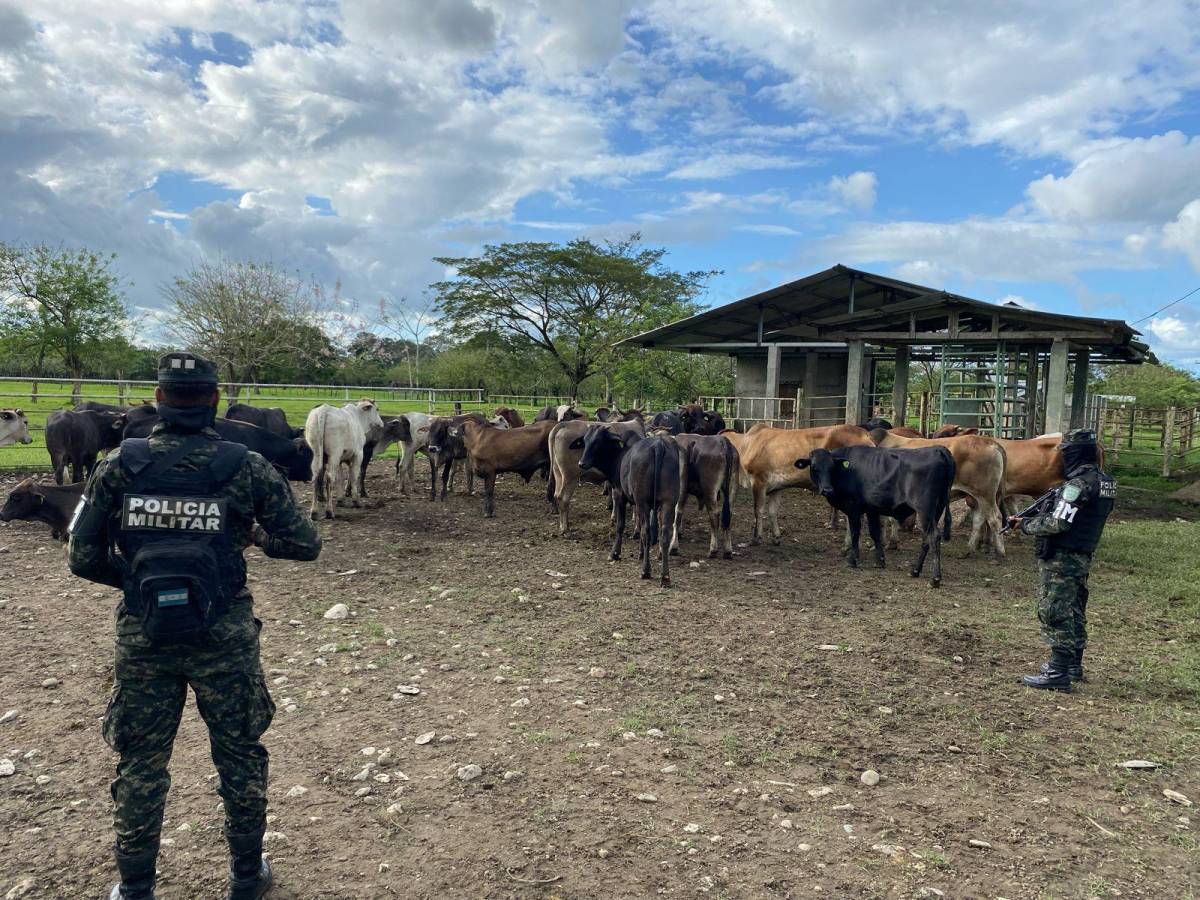 Policía libero las 36 cdabezas de ganado.