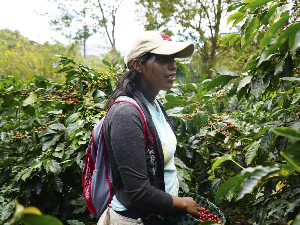 Honduras lidera como primer país productor de café en implementar una política de género en el subsector del café.
