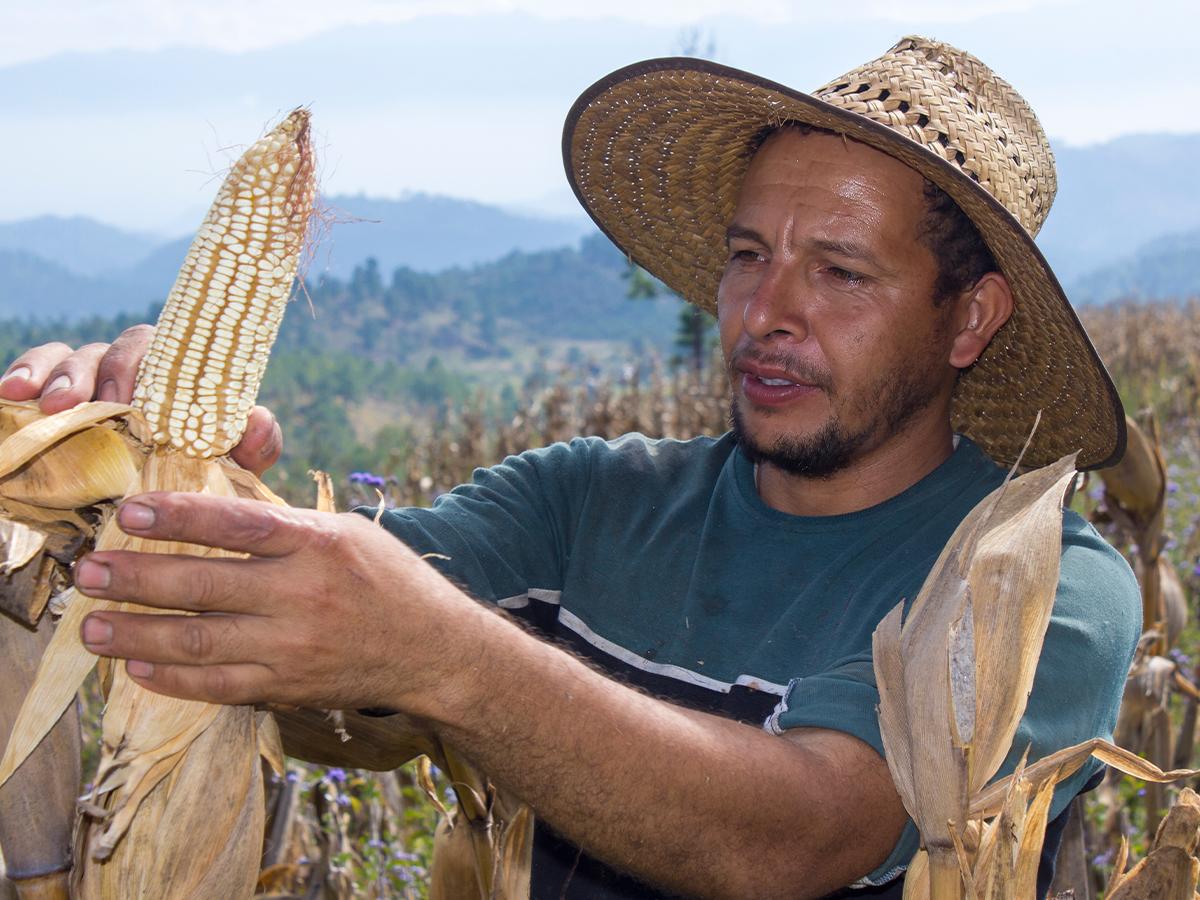 Los pequeños productores utilizan semillas de alto valor genético para contribuir a la producción de sus cultivos, en el caso de maíz son semillas tolerantes a altas temperaturas.