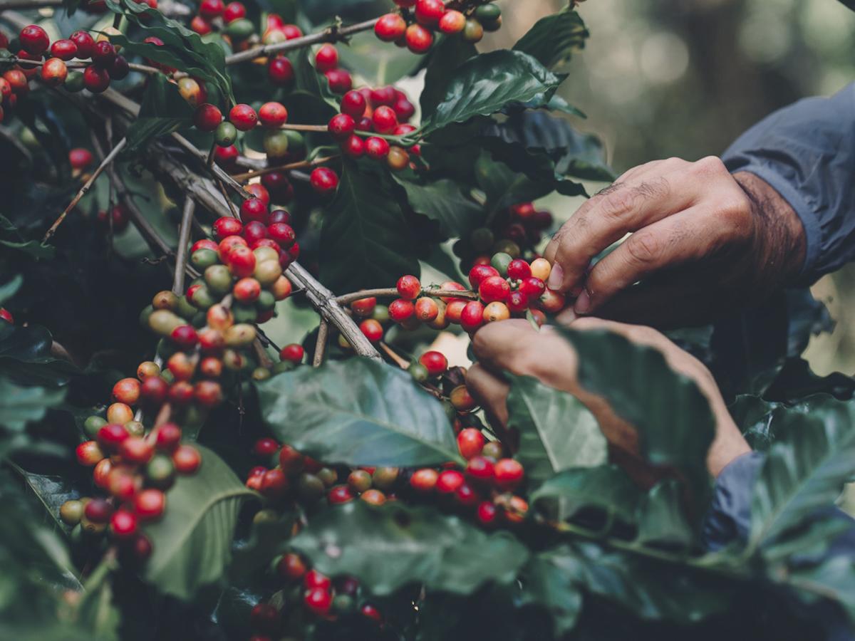 La cosecha y el beneficiado requieren destreza manual y cuidado para asegurar la calidad del café.