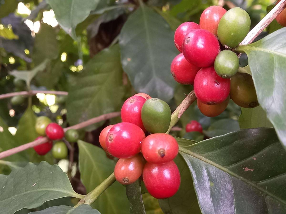 Exportaciones del aromático hondureño suben 26%: Ihcafé