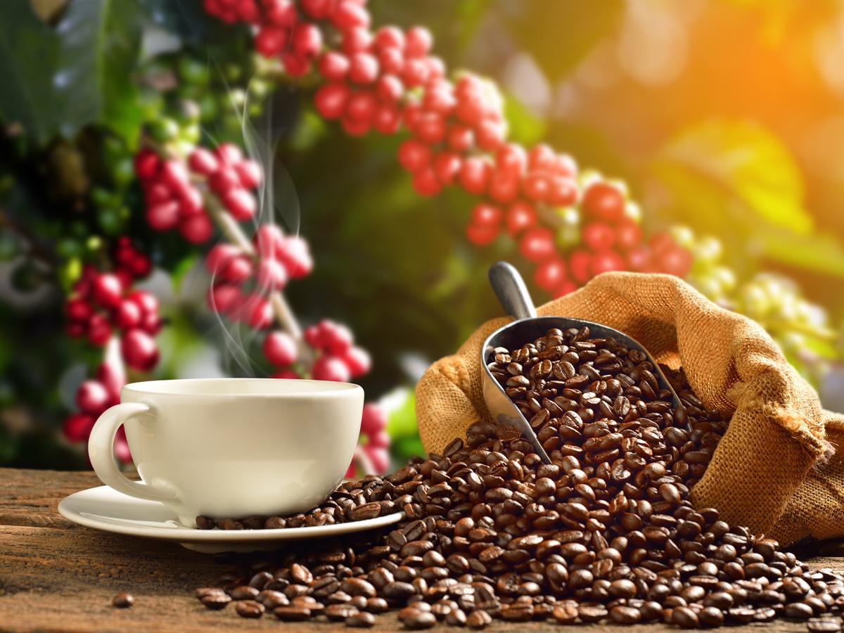 Del cultivo a la taza: conoce el viaje mágico del café, paso a paso