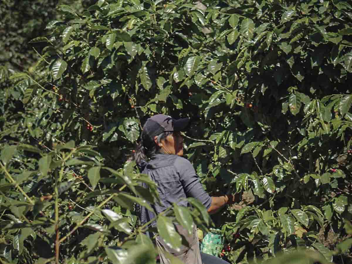Una cortadora de café realiza meticulosamente su trabajo en las fincas, desempeñando un papel vital en la cosecha que impulsa la economía local.