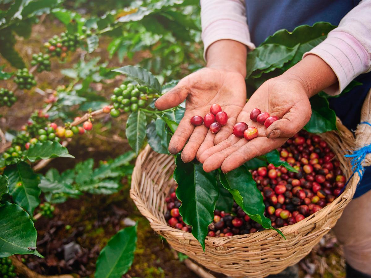 La industria cafetalera en Honduras ha experimentado un crecimiento significativo, consolidándose como un actor importante en la producción de café en América Central.