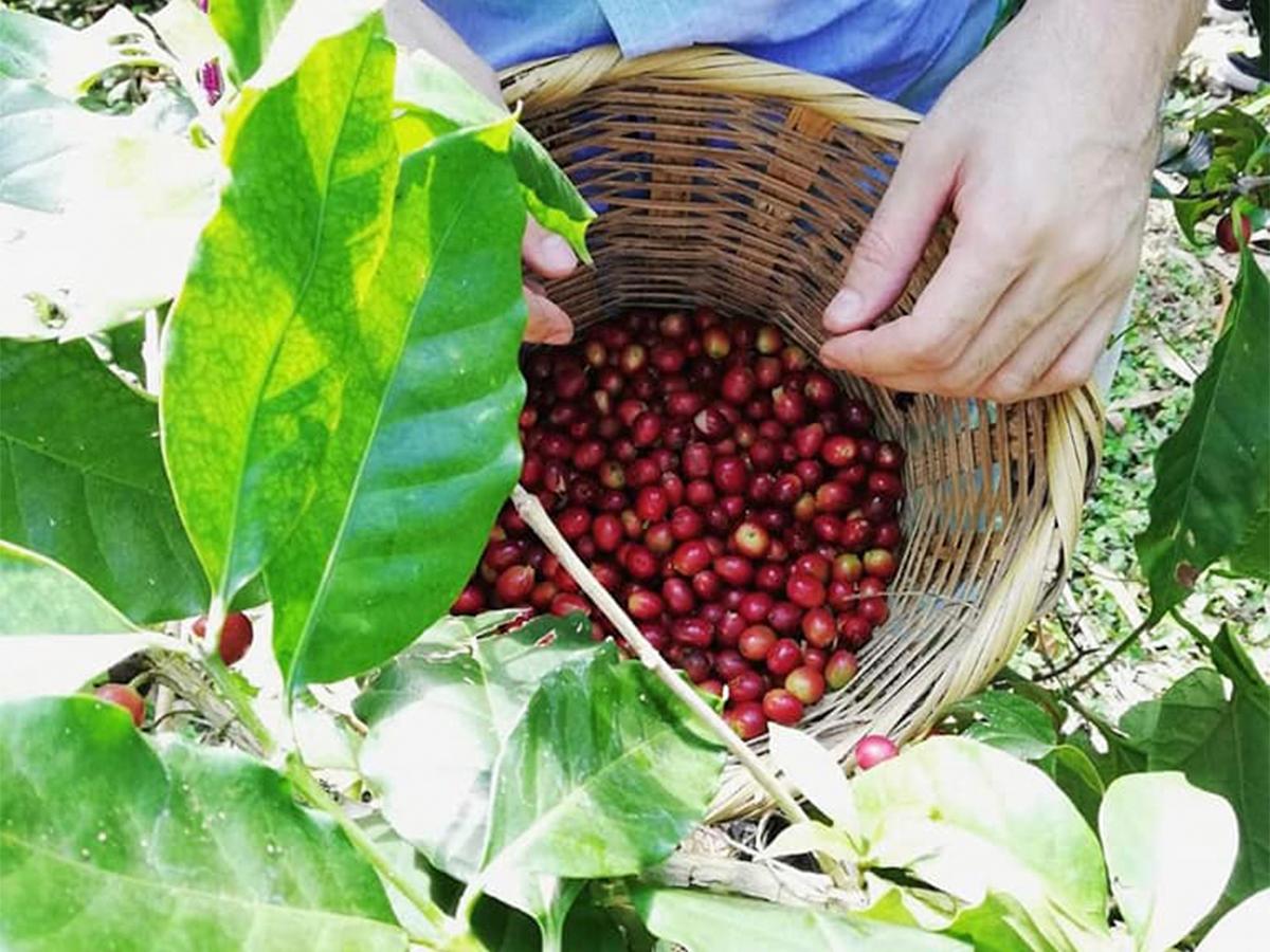 Equipo familiar de Seis Valles trabajando en la recolección manual del café, resaltando la tradición y pasión por la caficultura.