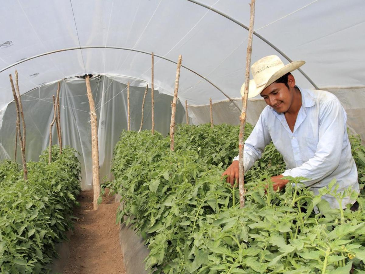 Experiencias hondureñas en agricultura sostenible