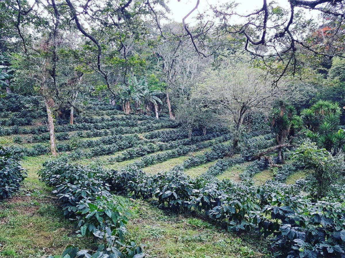 Recorrido educativo por las estaciones de procesamiento del café en Seis Valles, evidenciando su compromiso con la calidad y sostenibilidad.