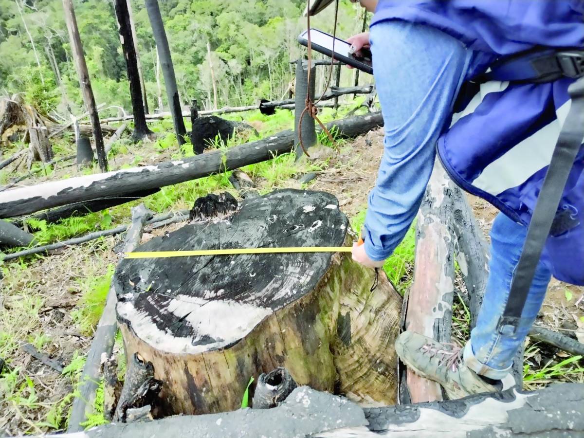 Las autoridades constataron en el sitio el corte ilegal de árboles de gran diámetro para facilitar la ganadería.