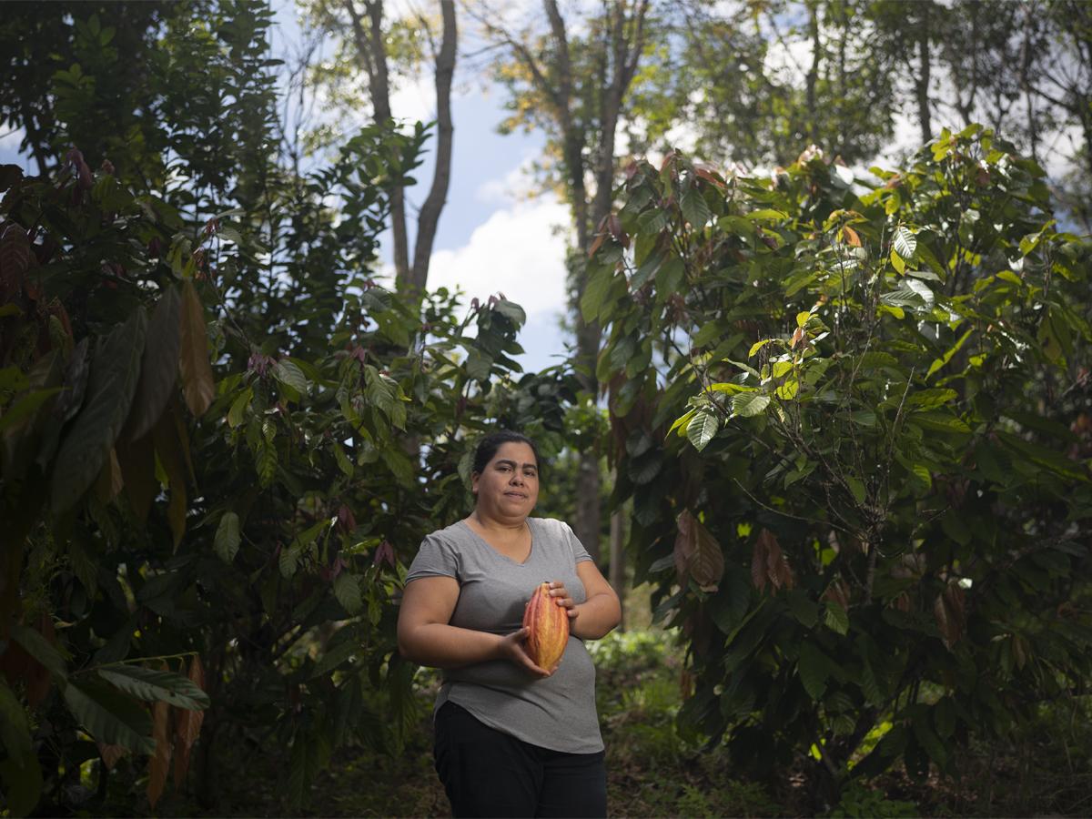 Con los sistemas agroforestales, como la siembra de cacao, han logrado recuperar 145 hectáreas en El Merendón.