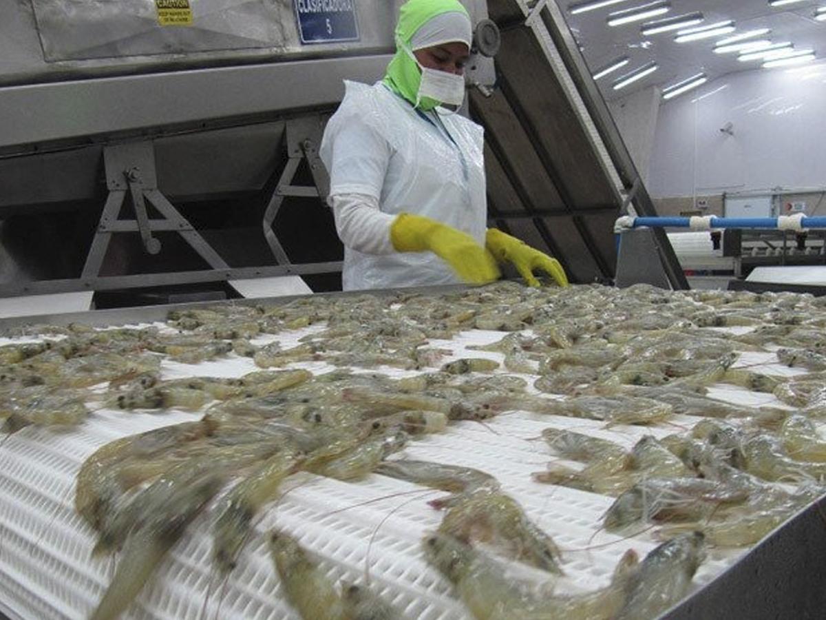 Exportación de camarón a México, un aporte al desarrollo económico